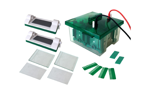 What Role Does Electrophoresis Play in the Diagnosis of Laboratory Diseases
