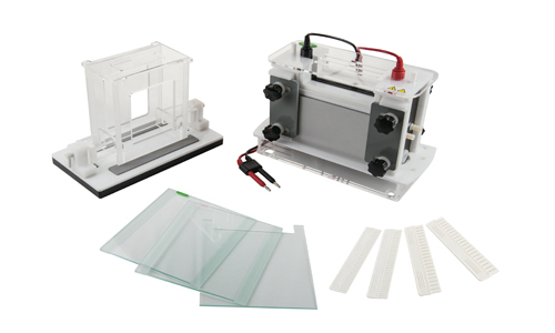 How can we use Electrophoresis in the Analysis of Biological Samples?